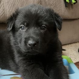 German Shepherd Puppies from Von Fleckenstein