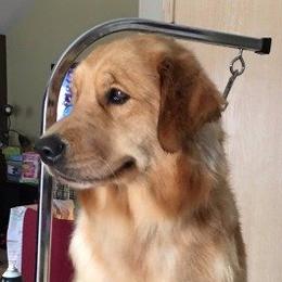 Golden Retriever adult dog