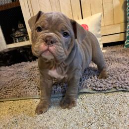 Emma - Lilac tri-color female Bulldog puppy in Hopkins, Missouri from Mowry Creek Mini Aussiedoodles and More