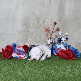 Ginger Bread - White and black female Dalmatian puppy in Fort Worth, Texas from Xzayvius Stitt