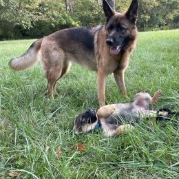 German Shepherd Puppies from Adelheid Shepherds
