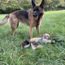 German Shepherd Puppies from Adelheid Shepherds