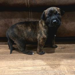 Venus (white) - Black brindle female Dutch Shepherd puppy in Signal Mountain, Tennessee from Torgun Police Dogs