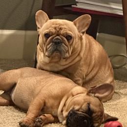 Mavis - French Bulldog