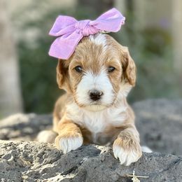 Willow (Pink) - Apricot female Goldendoodle puppy in St. George, Utah from Dashing Doodle Pups