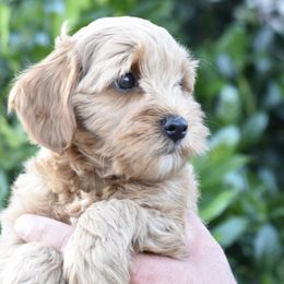 Goldendoodles from Dyson Doodles