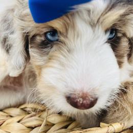 Aussiedoodle, Australian Mountain Doodle, Bernedoodle, and Poodle Puppies from Pear Tree Pups