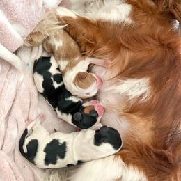 Cavalier King Charles Spaniel Puppies from Cumberland Cavaliers