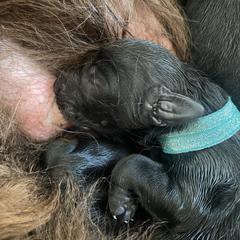 Hip - Hop Mike - Blue - Black male Flat-Coated Retriever puppy in Park Rapids, Minnesota from Catori