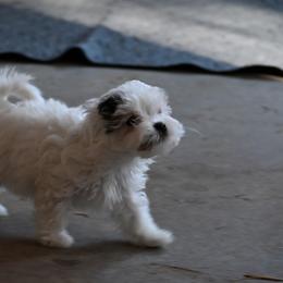 Girl 1 - White female Havanese puppy in Sebeka, Minnesota from Bydand Newfoundlands & Whimsical Havanese