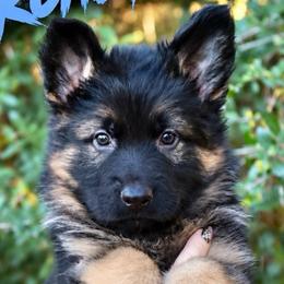 Archer - Black and red male German Shepherd puppy in Canton, Texas from WILDWOOD GERMAN SHEPHERDS