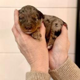 Girl 3 - female Bernedoodle puppy in Salt Lake County, Utah from Coco Avenue Pups