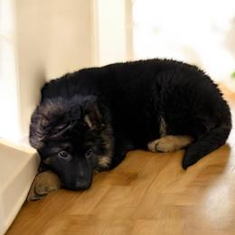 Trixie dark purple - Black and red female German Shepherd puppy in Herrick, South Dakota from Dakota Shepherds Kennels