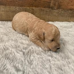 Nash - Parti male Goldendoodle puppy in Haddam, Kansas from Golden B Acres