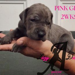 Girl 2 - Blue female Great Dane puppy in Longview, Texas from Lazy A Danes