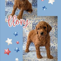 Glory - Red  female Goldendoodle puppy in Coarsegold, California from Hobbit Hollow Acres