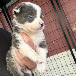 Newborn full collar silver boy - Lilac merle male Border Collie puppy in Grapeview, Washington from Athena’s Collies