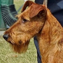 Irish Terrier Puppies from Thornton's Terriers