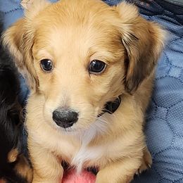 Boy 1 - Red Dachshund puppy in Florida from DK Miniature Dachshunds