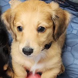 Boy 1 - Red Dachshund puppy in Florida from DK Miniature Dachshunds