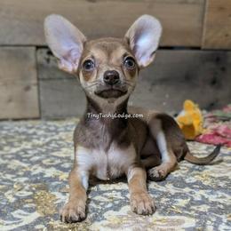 Tawny - Companion Cross