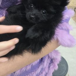 Little foot - Black female Pomeranian puppy in Newport News, Virginia from Itty bitty friends