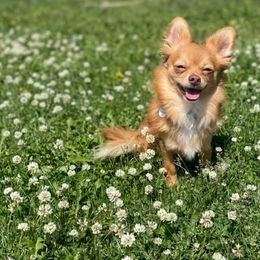 Chihuahuas from Cloverfield Chihuahuas