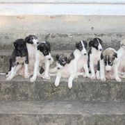 Borzoi Puppies from Ivanhoe Borzoi