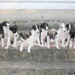 Borzoi Puppies from Ivanhoe Borzoi