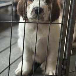 Saint Berdoodle Puppies from Country Manor Saint Berdoodles