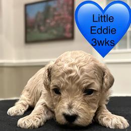Eddie - Cream male Poodle puppy in Mineral Wells, Texas from S.H.A.R.P.’s Toy Poodles