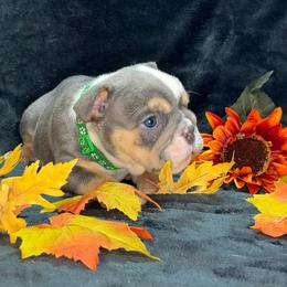 Greg - Lilac tri-color male Bulldog puppy in Lakeland, Florida from Strickly Bulldogs