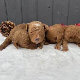 Boy 3 - Red  male Goldendoodle puppy in Rush, New York from Care Bear Puppies