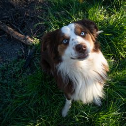 Aussiedoodles, Australian Shepherds, Miniature Australian Shepherds, and Poodles from Albright Hobby Farm