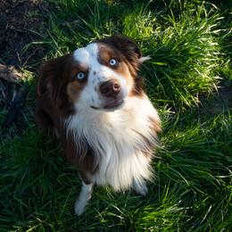 Aussiedoodles, Australian Shepherds, Miniature Australian Shepherds, and Poodles from Albright Hobby Farm