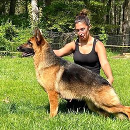 Chaos - German Shepherd