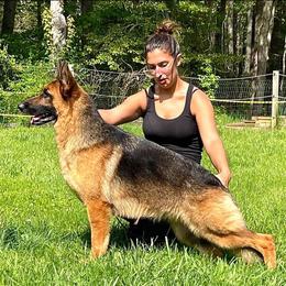 Chaos - German Shepherd
