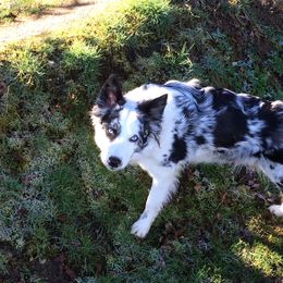Border Collies from Aumakua Border Collies