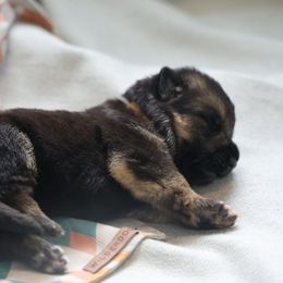 German Shepherd Puppies from Milestone GSDs