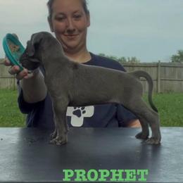 Prophet - Blue male Great Dane puppy in Edwardsville, Illinois from Giants and Munchkins
