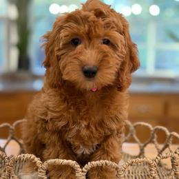 Zara - Apricot female Goldendoodle puppy in Yuciapa, California from AlltheDoodlez_