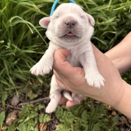 Blue boy - Light golden male Golden Retriever puppy in Pahrump, Nevada from Southern Nevada Goldens