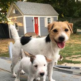 Foxy - Jack Russell Terrier