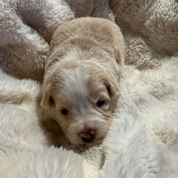 Holly - Gold female Border Collie puppy in Lakeview, Michigan from Haven Creek Farm