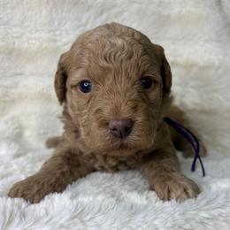 Grape - Red  female Goldendoodle puppy in Cleveland, Georgia from The O.G. Doodles