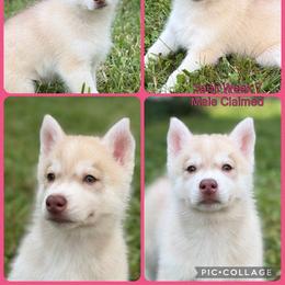 Sanji - Red and white male Siberian Husky puppy in Canton, Ohio from Bleu Skies Siberian Huskies