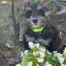 Toby - Black and silver male Miniature Schnauzer puppy in Atoka, Oklahoma from Boggy Depot Cavaliers & Friends