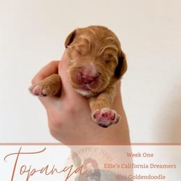 Topanga - Apricot female Goldendoodle puppy in California City, California from Summer Sun Doodles