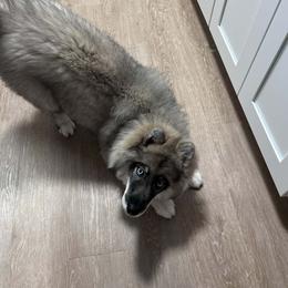Latte - Agouti and white female Siberian Husky puppy in Bloomfield, Indiana from Paiges lil huskies