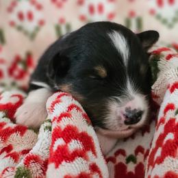 Peppermint girl 6 - Black tri-color female Australian Shepherd puppy in Tehachapi, California from Astralvale Aussies